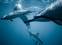 华体会网站-英超纽卡斯尔俱乐部前老板收购德国Puma近6%股权